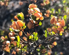 Dodonaea bursariifolia
