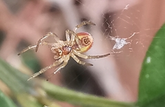 Araniella