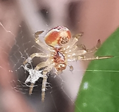 Araniella