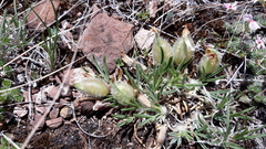 Oxytropis chakassiensis