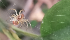 Araniella