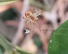 Araniella