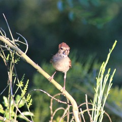 Luscinia megarhynchos