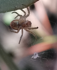 Araniella