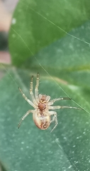 Araniella