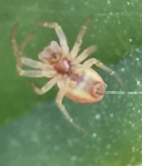 Araniella