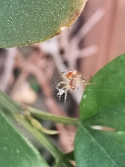 Araniella