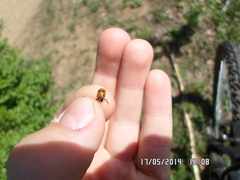 Cryptocephalus cordiger