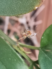 Araniella