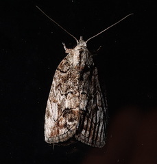 Etanna clopaea
