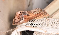 Hypocala deflorata