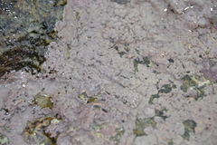 Lithophyllum
