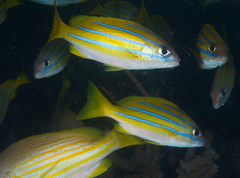 Lutjanus bengalensis