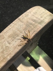 Ctenophora flaveolata