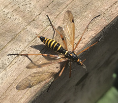 Ctenophora flaveolata