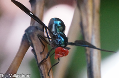 Clitodoca fenestralis