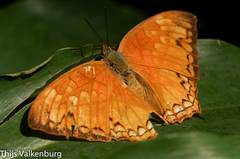 Polyura pleione bebra