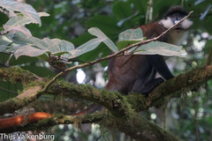 Cercopithecus ascanius schmidti
