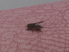 Scaptia tricolor