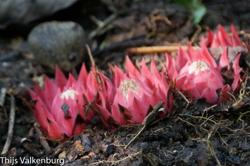 Thonningia sanguinea image