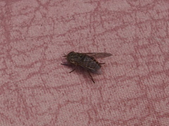 Scaptia tricolor