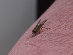 Scaptia tricolor