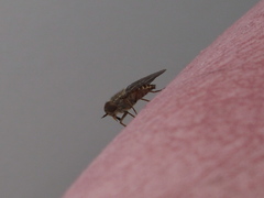 Scaptia tricolor