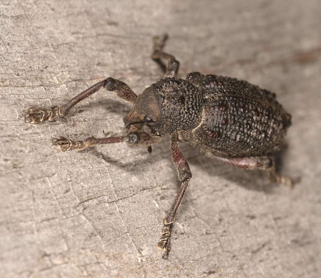 Aterpodes kubus