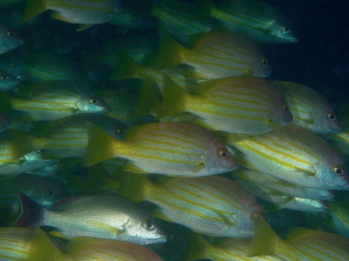 Twelvespine snapper (Lutjanus dodecacanthoides) — Lutjanidae — 4