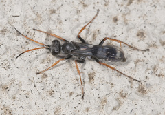 Sphictostethus geevestoni