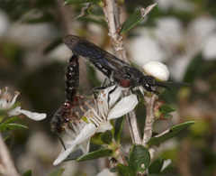 Rhagigaster scalae