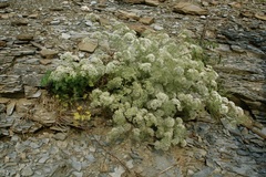 Athamanta macedonica