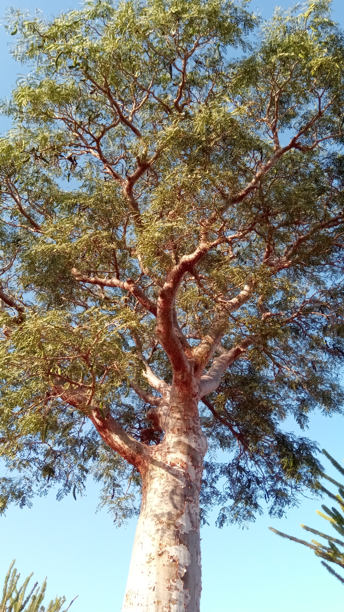 Imagem de Flamboyant-mirim