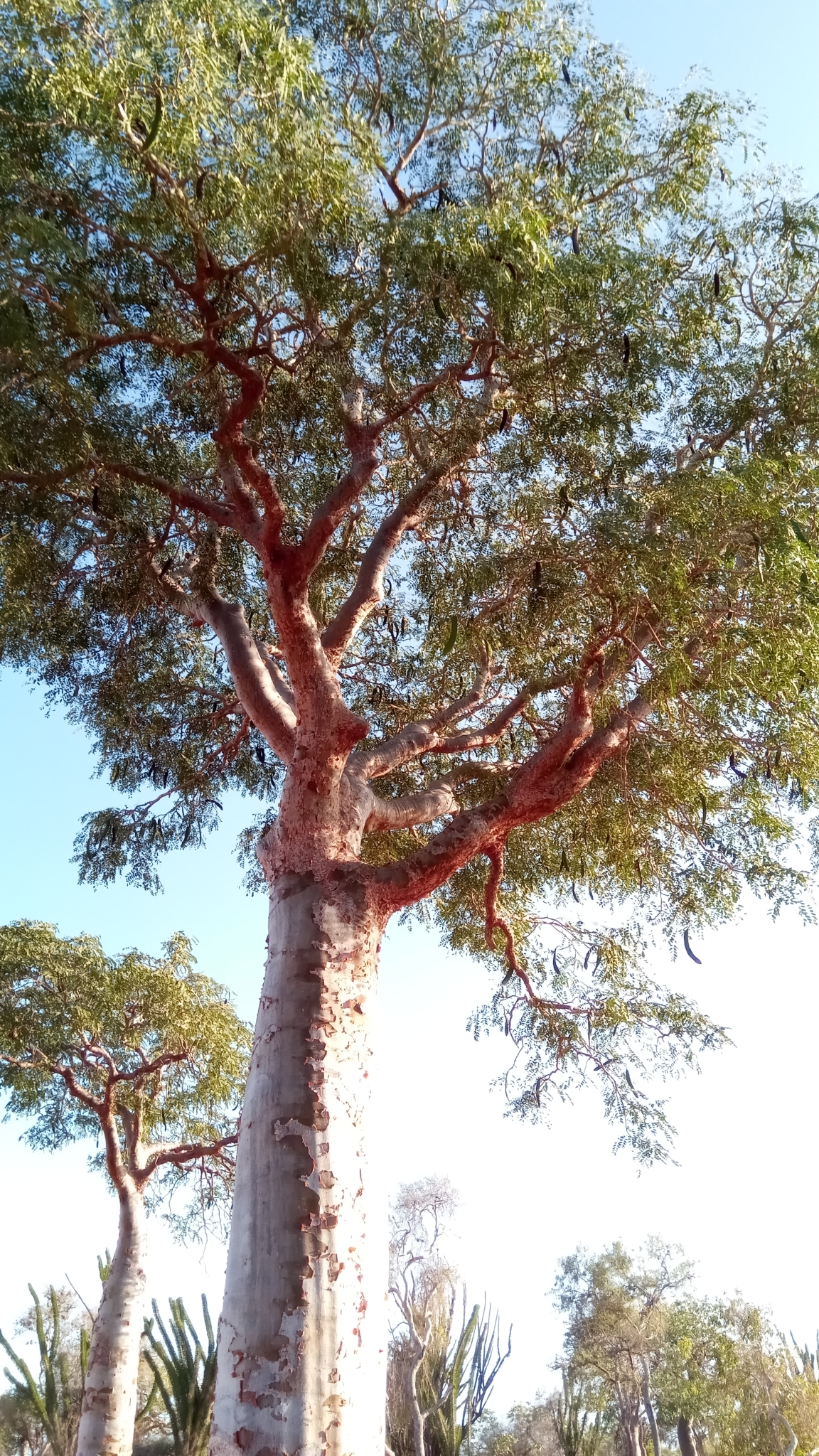 Imagem de Flamboyant-mirim