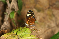 Pteronymia aletta agalla