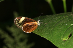 Pteronymia aletta agalla