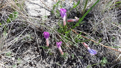 Oxytropis chakassiensis