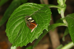 Pteronymia aletta agalla