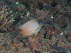 Ctenochaetus binotatus