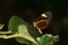 Pteronymia aletta agalla