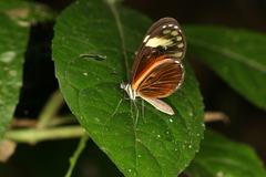 Pteronymia aletta agalla