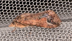 Hypocala deflorata