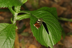 Pteronymia aletta agalla