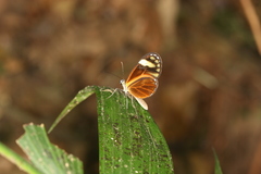 Pteronymia aletta agalla