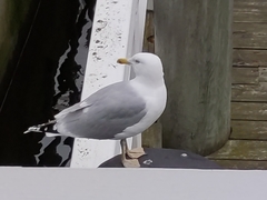 Larus argentatus