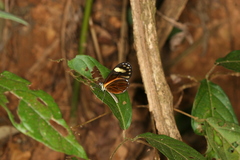 Pteronymia aletta agalla