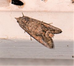 Hypocala deflorata
