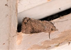 Hypocala deflorata