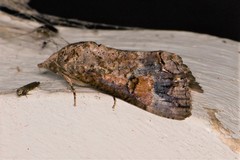 Hypocala deflorata
