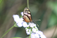 Pteronymia aletta agalla